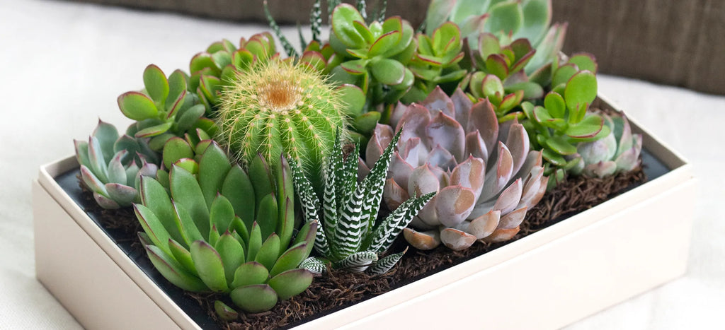Cactus for Office Feng Shui: Enhancing Your Workspace  Lula's Garden