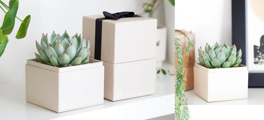 Do Succulents Prefer Sunlight or Shade?  Lula's Garden