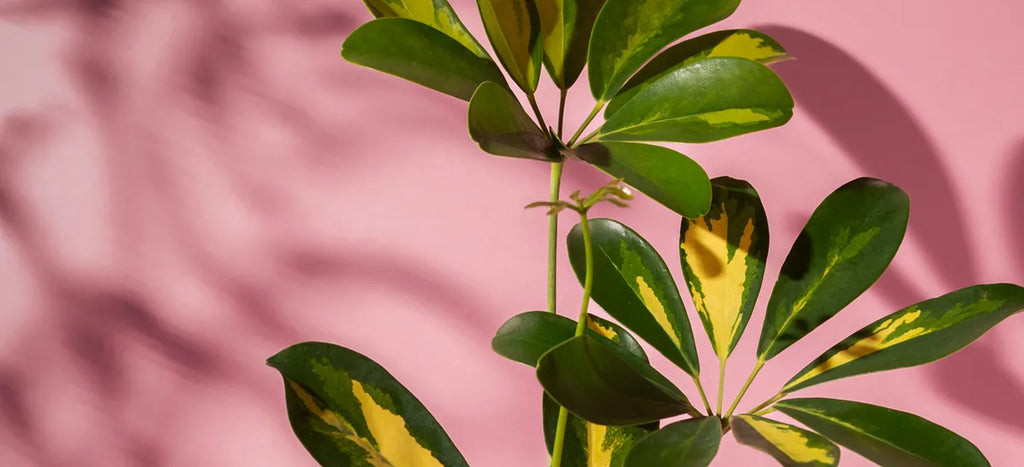 Do Money Trees Need Sun? Your Complete Care Guide  Lula's Garden