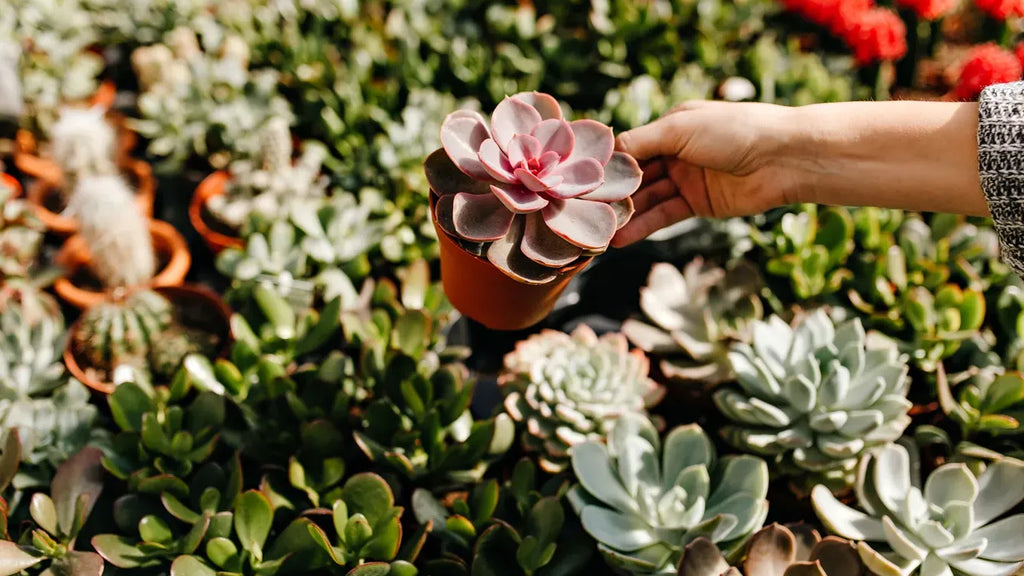 Mastering the Best Method to Water Succulents  Lula's Garden