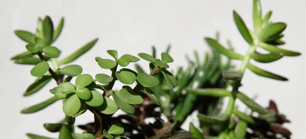 Brighten Your Office: Plants for No Natural Light  Lula's Garden