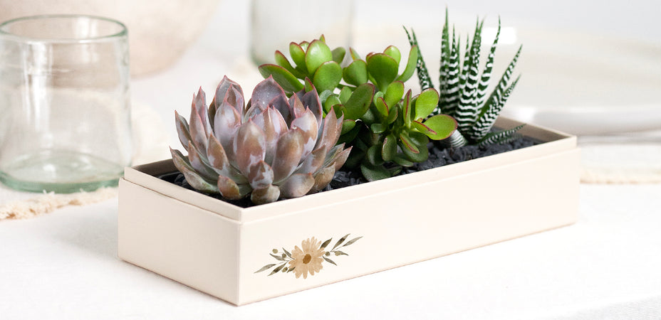 Seasonal Shifts: Transitioning Your Succulent Care from Summer to Fall