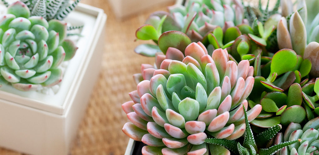 braided green python snake plant Braided snake plant  Plantify