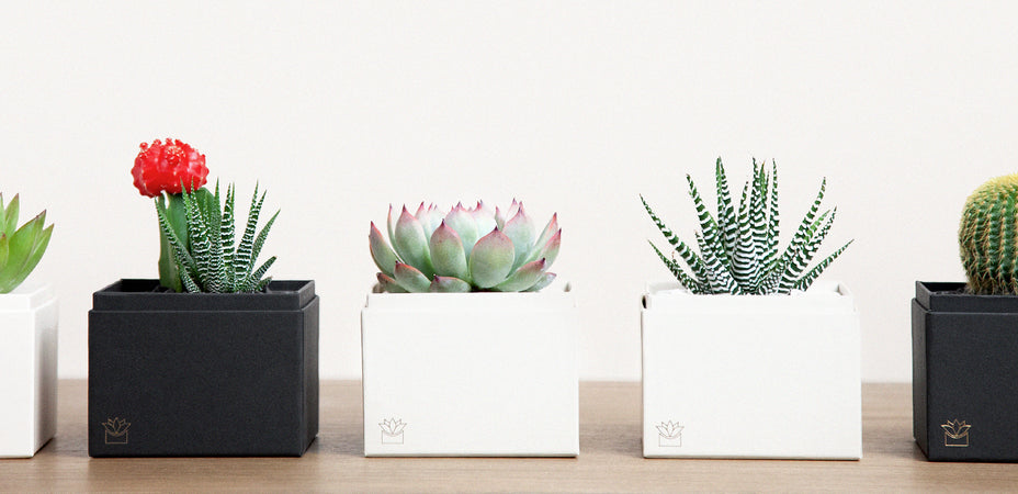 7 Reasons Why A Succulent Garden is the Best Client Gift