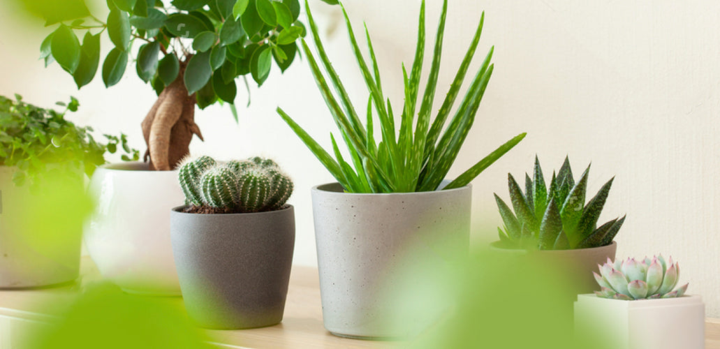 How To Plant, Grow, and Care for Gasteria