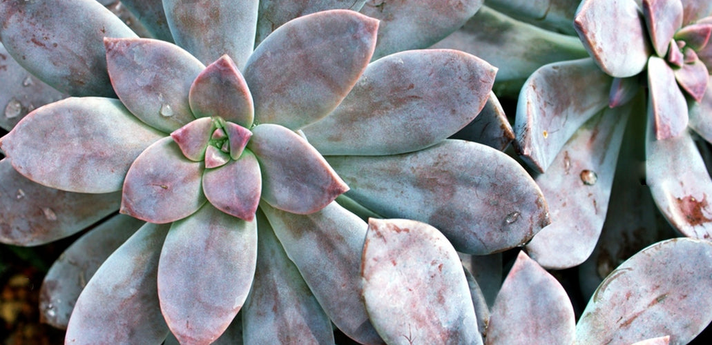 How To Plant, Grow, and Care For Graptopetalum