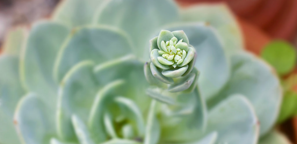 How Big Do Succulents Grow? | Lula&rsquo;s Garden