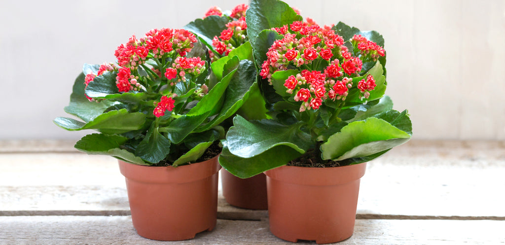 How To Plant, Grow, and Care for Kalanchoe | Lula's Garden