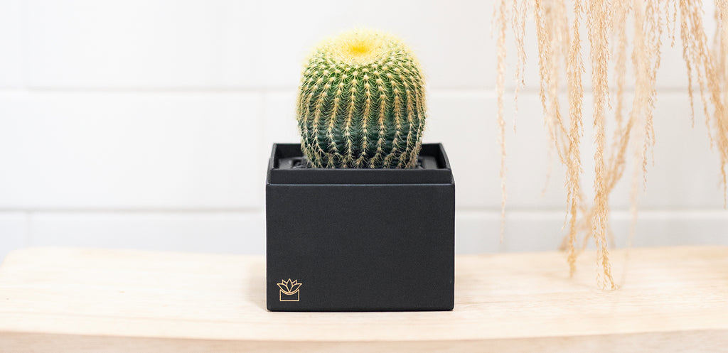 diamond painting kaktus Charming Cactus - Diamond Painting