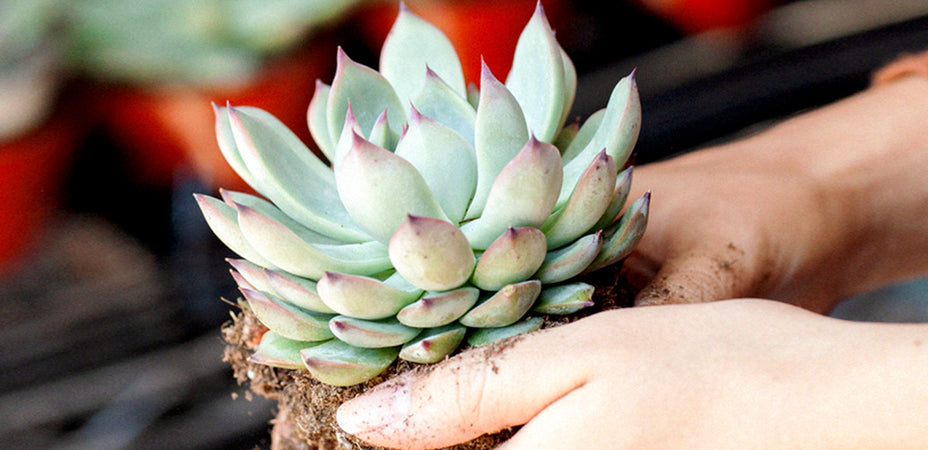 How To Plant, Grow, and Care for Echeveria