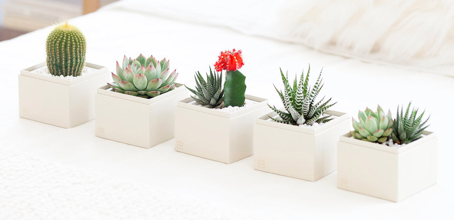 How Long Do Succulents Live?