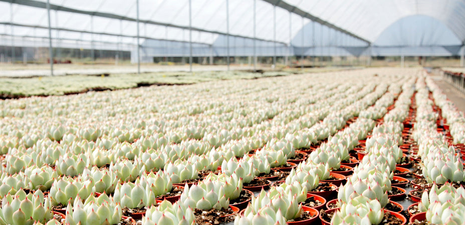 Why Sustainable Gifting Matters