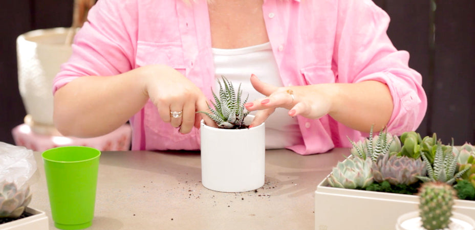 The Complete Guide To Trimming Succulents