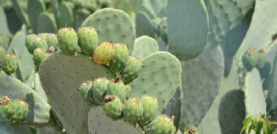 How To Plant, Grow, And Care For Opuntia | Lula's Garden
