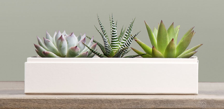 Why Is Corporate Gifting So Important In the Modern Workplace?
