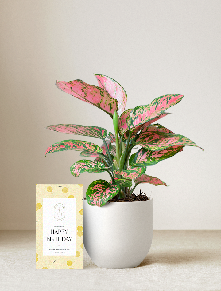 Pink Aglaonema Plant