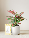 Pink Aglaonema Plant