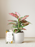 Pink Aglaonema Plant