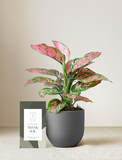 Pink Aglaonema Plant
