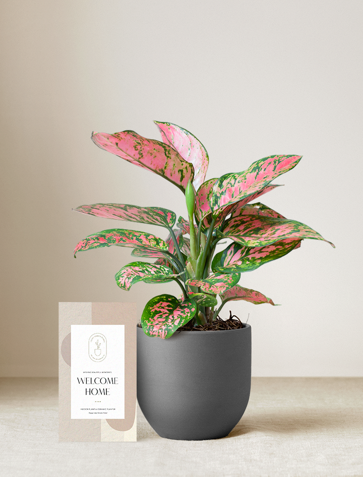 Pink Aglaonema Plant