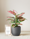 Pink Aglaonema Plant