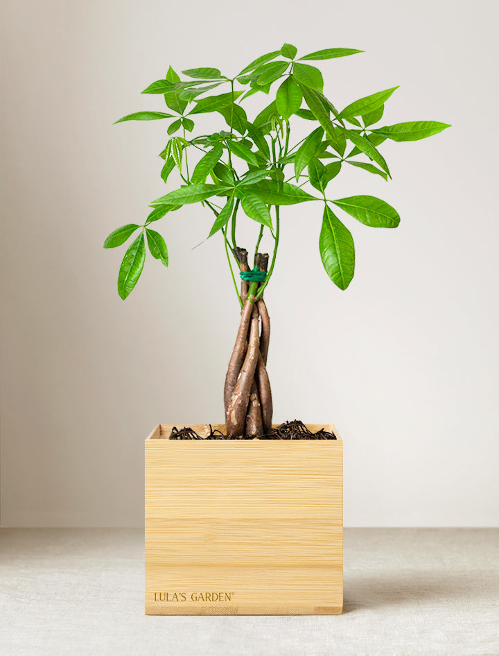 Bamboo Money Tree Plant