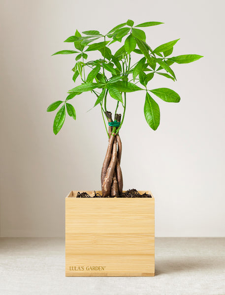 Bamboo Money Tree Plant