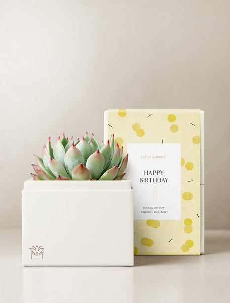 birthday succulent delivery Succulent Gift