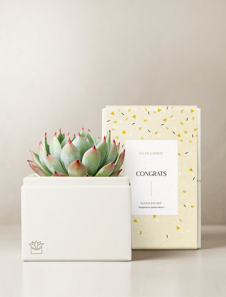 The Bliss Garden | Succulent Gifting | Congrats – Lula's Garden