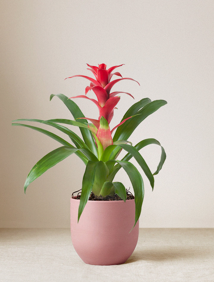 Thank You Red Bromeliad Plant
