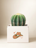 Summer Sun Cacti Garden