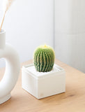 Cacti Garden