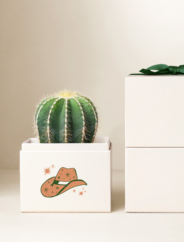 Summer Sun Cacti Garden