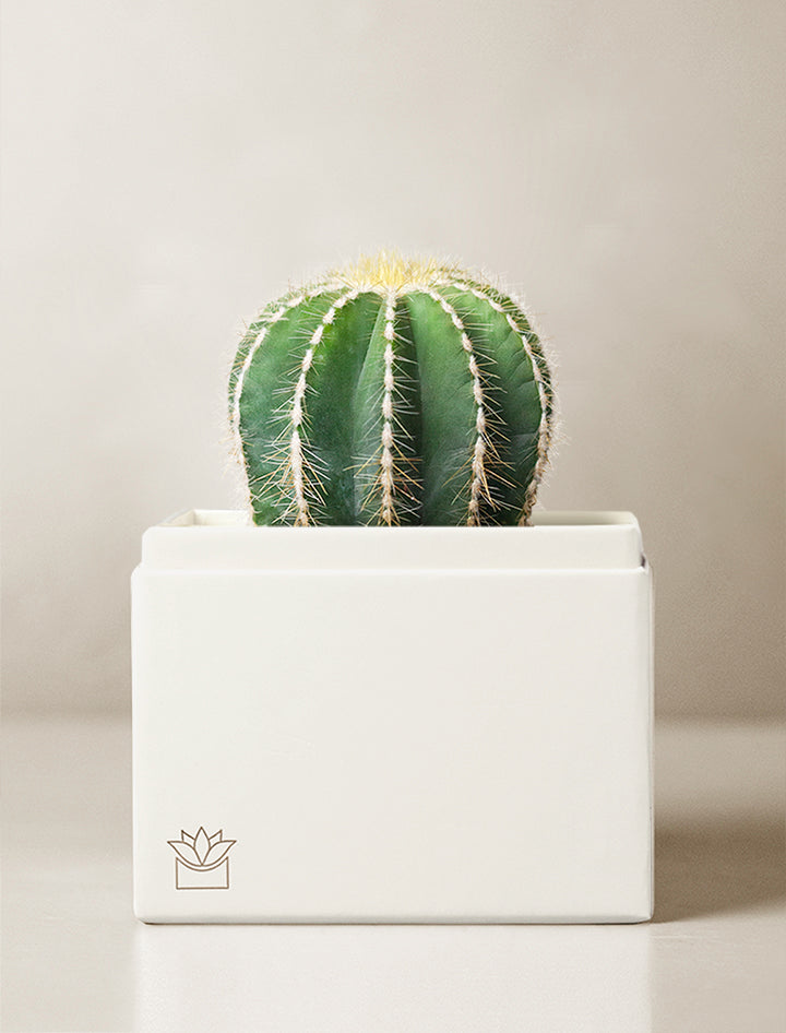 Lula's Garden Cacti Garden