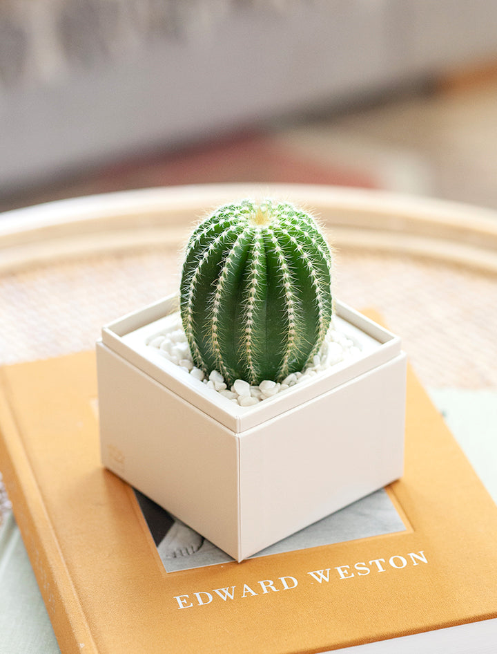 Lula's Garden Cacti Garden