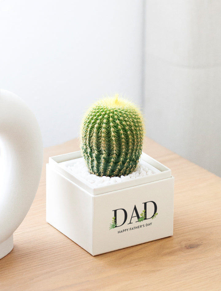 Father's Day Cacti Garden