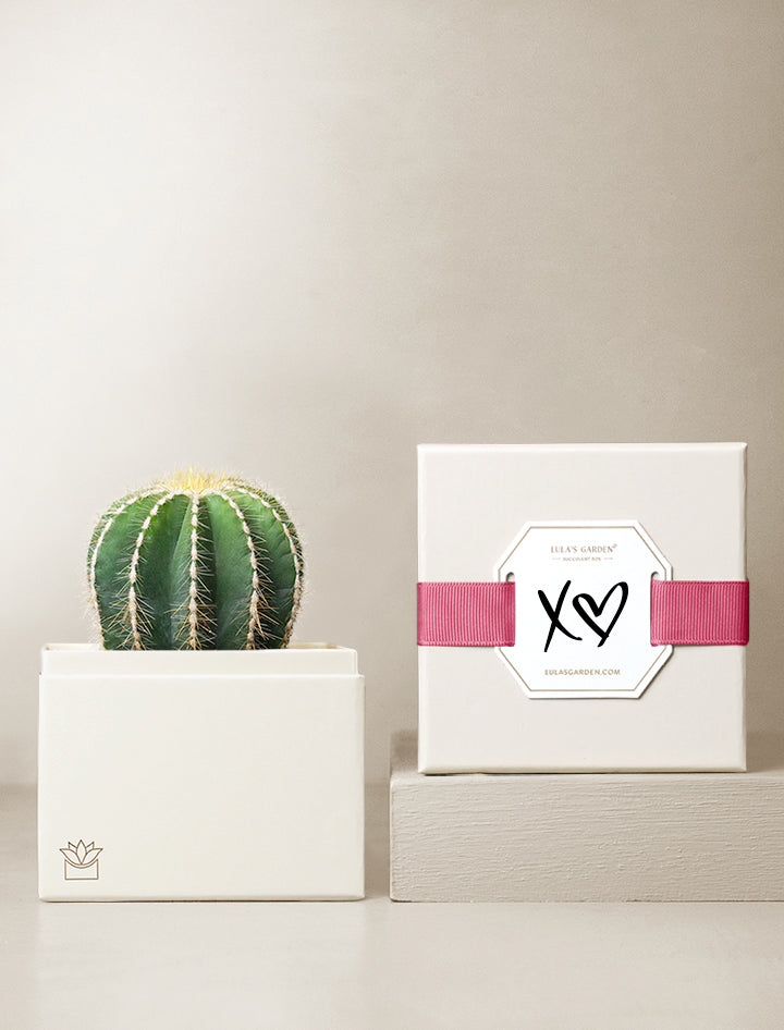 Cacti Garden