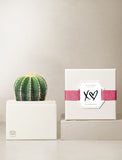 Cacti Garden