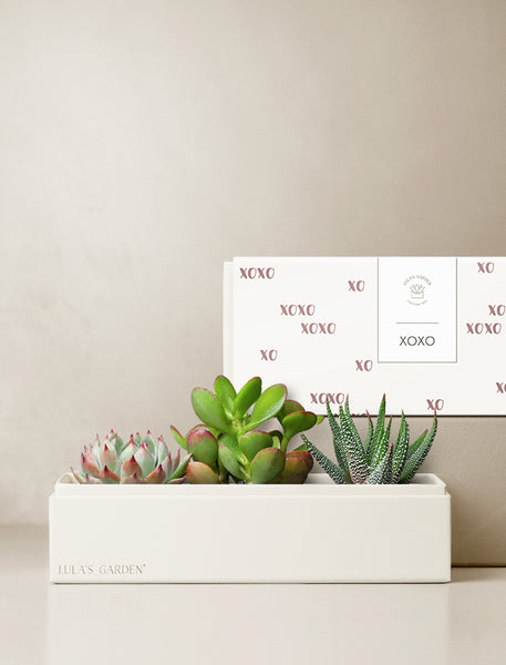 XO Jewel Garden l Succulent Gift l Unique Love Gifts – Lula's Garden