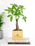 Custom Design Money Tree