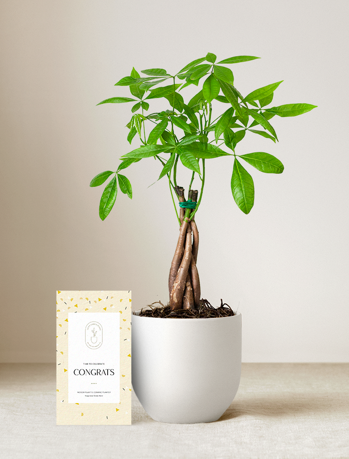 Money Tree Plant