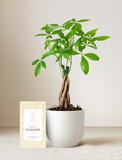 Money Tree Plant
