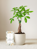 Money Tree Plant