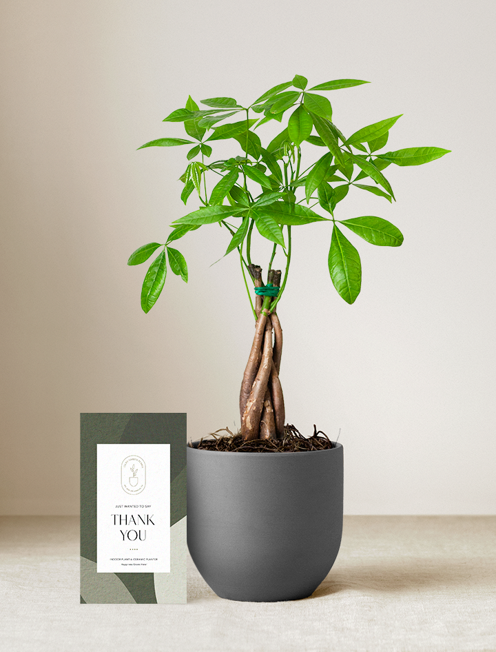 Money Tree Plant