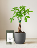 Money Tree Plant