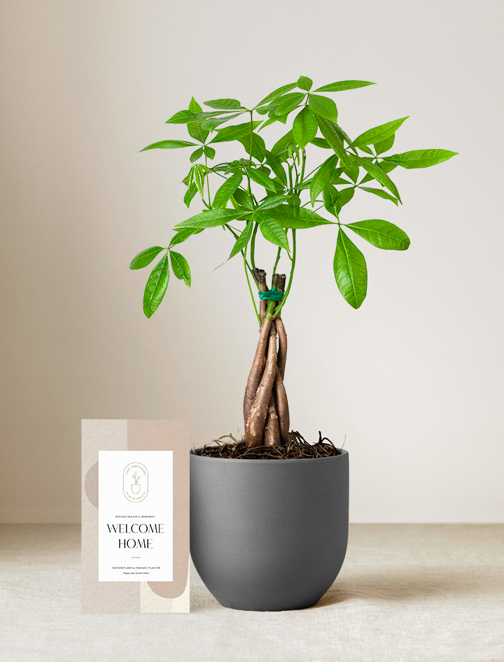 Money Tree Plant
