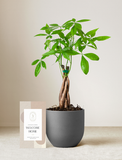 Money Tree Plant