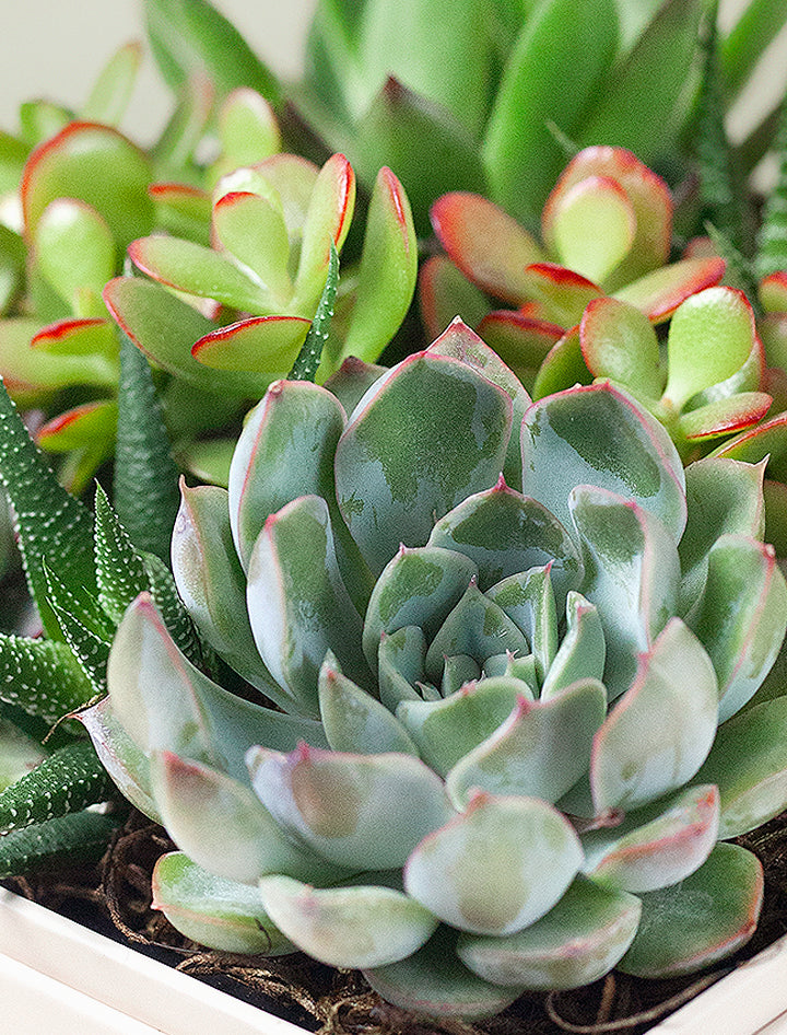 Hanukkah Urban Garden