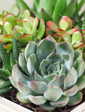 Hanukkah Urban Garden