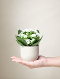 Mother's Day White Kalanchoe Plant